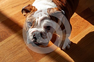 Bulldog (Canis lupus familiaris) - Loyal Companion with a Distinctive Charm