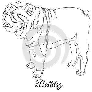 Bulldog cartoon dog coloring. Outline