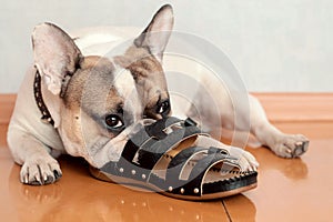 Bulldog chewing on slippers