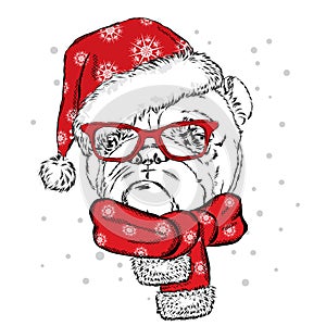 Bulldog in a Christmas hat and sunglasses. Cute puppy. Pedigree dog. W