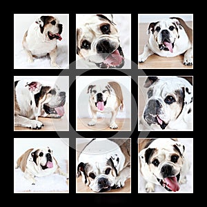Bulldog Collage