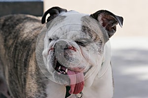 Bulldog cooling off in the shade