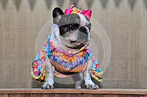 A bulldog in a country dress and bow on his head at the canine party