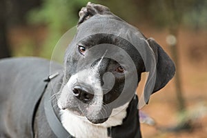 Bulldog dog with black harness with curious head tilt