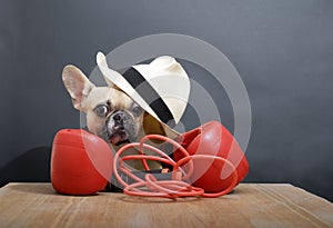 A bulldog dog with a black muzzle sits in a white hat and poses before the fight in red leather boxing gloves.