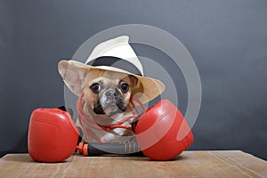 A bulldog dog in boxing gloves, with a jump rope around his neck and a hat, poses before the start of the fight.