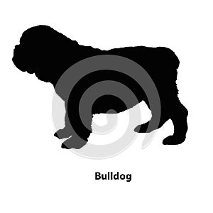 Bulldog dog breeds vector silhouettes set