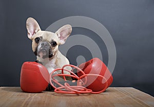 Bulldog dog with a funny black muzzle poses with red boxing gloves and a skipping rope against a gray wall at the table.