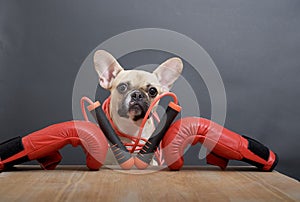 A bulldog dog with a funny black muzzle poses on a wooden table in red leather boxing gloves and a skipping rope.