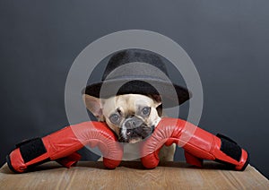 A bulldog dog with a funny sad muzzle and in red leather boxing gloves sits at a wooden table.