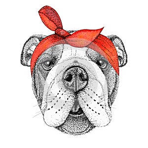 Bulldog dog head hand drawn illustration. Doggy in pin-up red bandana, isolated