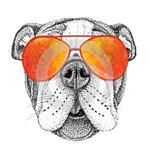 Bulldog dog head hand drawn illustration. Doggy in sunglasses, isolated