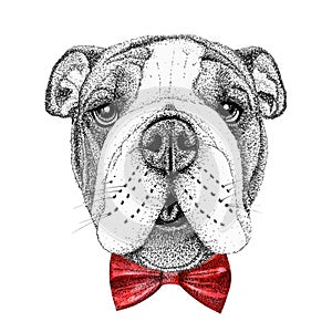 Bulldog dog head hand drawn illustration. watercolor doggy in bow-tie