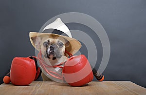 A bulldog dog in leather boxing gloves and a summer hat on his head sits at a table with a jump rope around his neck.