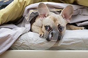 Bulldog dog lies in bed under a blanket with a sad look and looks skeptically to the side.