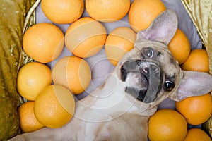 Bulldog dog lying among the oranges and pensively looking in the row.