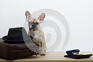 A bulldog dog next to a leather business briefcase looks at the camera and next to it is a hat.