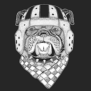 Bulldog, dog. Rugby leather helmet. Portrait of cute animal.