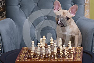 Bulldog dog sits in a chair and plays chess in competition looking at the camera with his head tilted.