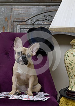 A bulldog dog sits in a cozy living room chair while playing a gambling card game and looks at the camera.