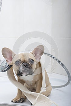 A bulldog dog sits with its head tilted in the shower with a washcloth on its head and a shower hose around its neck.