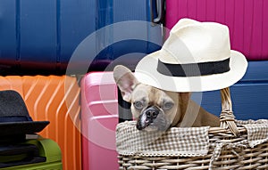 Bulldog dog sits in a large wicker basket ready for a long journey wearing a stylish summer hat.