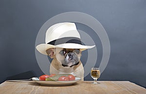 A bulldog dog, slightly intoxicated, sits at a wooden table, on which there is a glass of alcohol and a delicious snack.