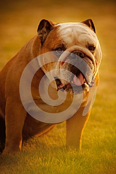 A bulldog dog standing in grass at sunset