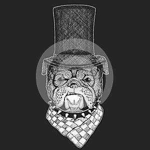 Bulldog, dog. Top hat, cylinder. Portrait of cute animal.