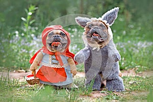 Bulldog dogs dressed up as fairytale characters Little Red Riding Hood and Big Bad Wolf