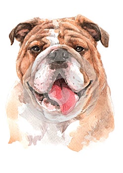 Bulldog Dogs water colour 018