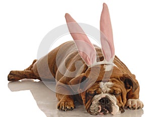 Bulldog dressed as easter bunny