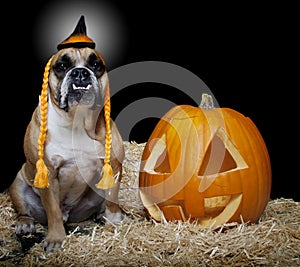 Bulldog dressed as a witch portrait