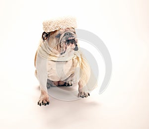 Bulldog dressed up in granny hat and scarf