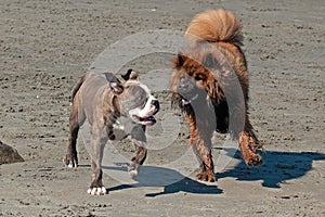 Bulldog and Eurasier play on beach