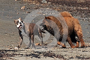 Bulldog and  Eurasier play on the beach