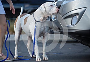 Bulldog finding the scent