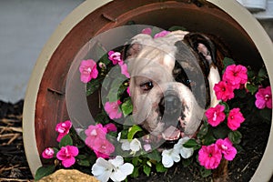 Bulldog in Flowers