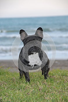 Dog breed French Bulldog, small company moloso by the sea photo