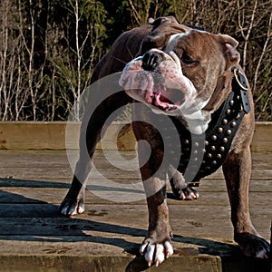 Bulldog with a funny and sour expression and big underbite