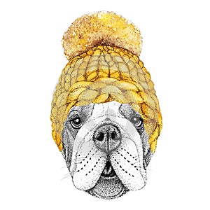 Bulldog with gold knitted hat and scarf. Hand drawn illustration of dressed dog