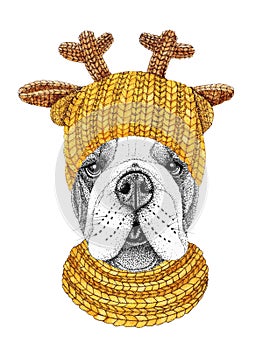 Bulldog with gold knitted hat and scarf. Hand drawn illustration of dressed dog