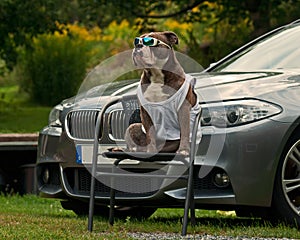 Bulldog guard the master's BMW