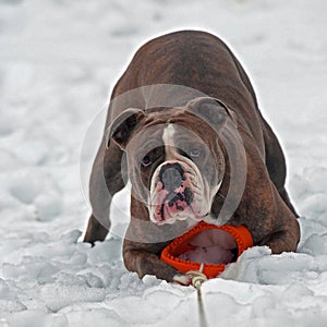 Bulldog guarding with a toy in snow