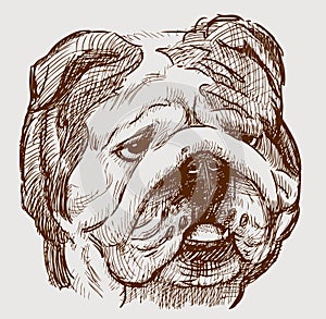 Bulldog head photo