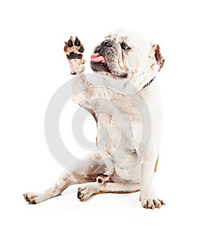 Bulldog High Five