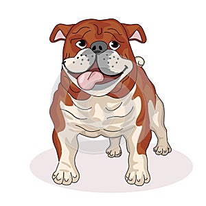 Bulldog with his tongue hanging out. Breed dogs. Friend of human. Pets. Vector illustration.