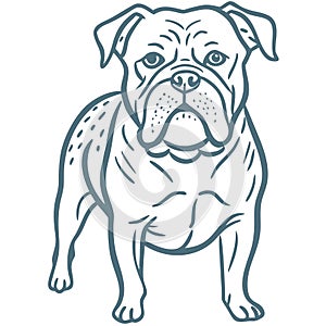 Bulldog Illustration Detailed Line Art for Pet Design Projects photo