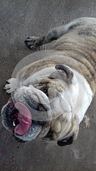 Bulldog photo