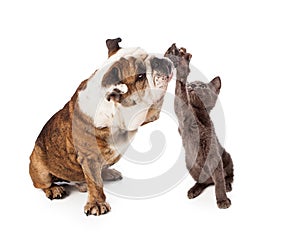 Bulldog and Kitten High Five